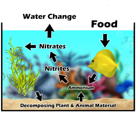 Nitrogen Cycling Process in a Saltwater Aquarium